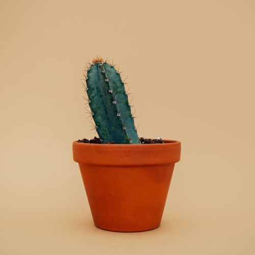 portfolio-img